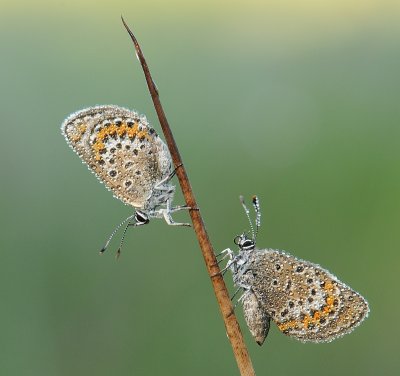 Heideblauwtje-Silver- Studded bleu