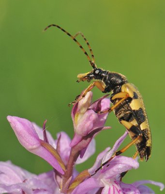 Gevlekte smalbok-Longhorn Beetle