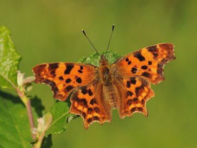 Gehakkelde aurelia-Comma Butterfly