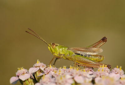 Krasser-Meadow grasshopper