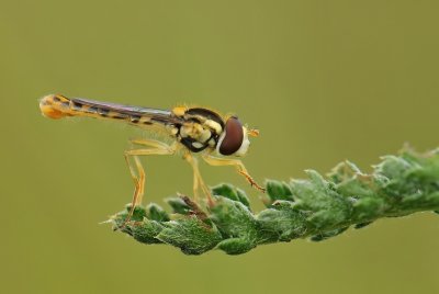 Groot langlijfje