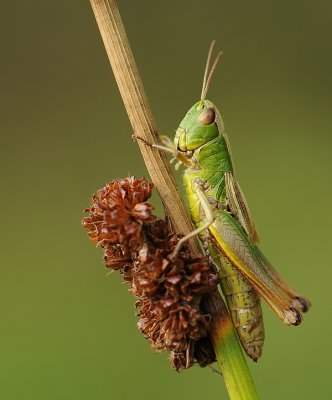 Krasser-Meadow grasshopper