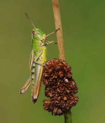 Krasser-Meadow grasshopper