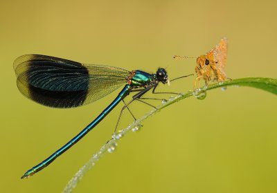 Weidebeekjuffer-Banded Demoiselle