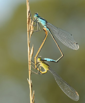 lantaarntjes-Bleu tailed Damselfly