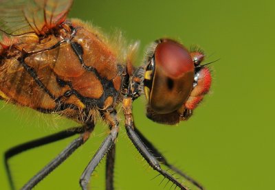 Bloedrode heidelibel-Ruddy Darter