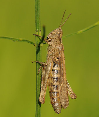 Bruine sprinkhaam-Field grasshopper