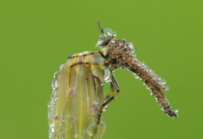 Ringpootroofvlieg-Brown Heath Robberfly