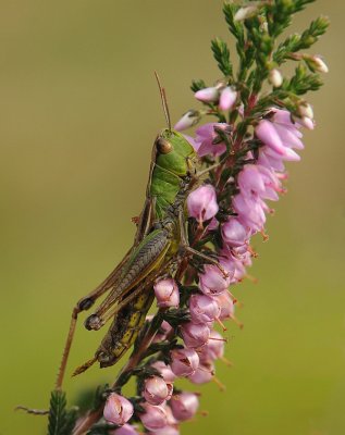 Krasser-Meadow grasshopper
