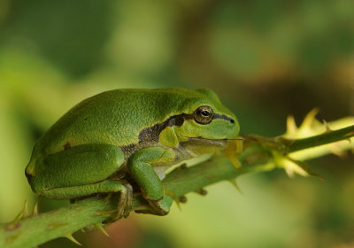 Boomkikker-European Tree Frog