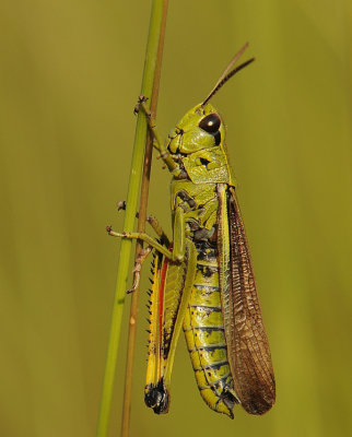 Moerassprinkhaan-Large marsh grasshopper