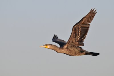 Aalscholver -Great Cormorant