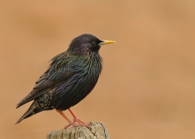 Spreeuw-Common Starling