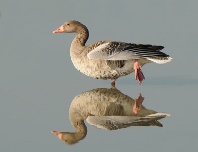 Grauwe gans -Greylag Goose