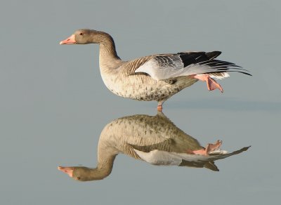 Grauwe gans -Greylag Goose
