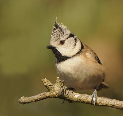 Kuifmees -Crested Tit