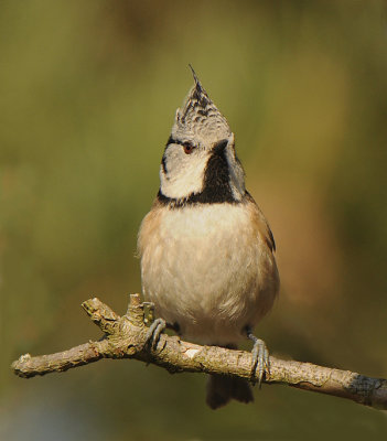 Kuifmees -Crested Tit