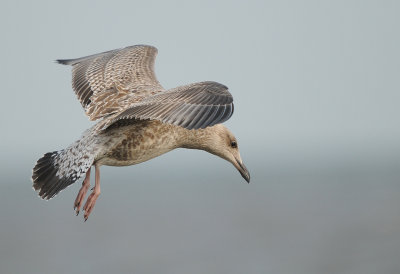 Zilvermeeuw-Herring Gull