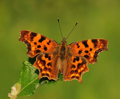 Gehakkelde aurelia-Comma Butterfly