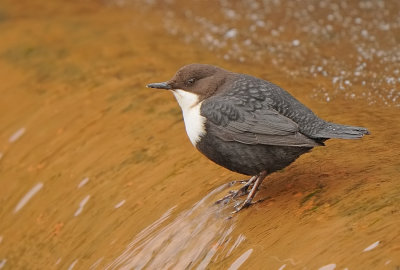 Zwartbuikwaterspreeuw-Dipper