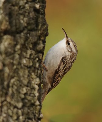 Boomkruiper -Short-toed Treecreeper