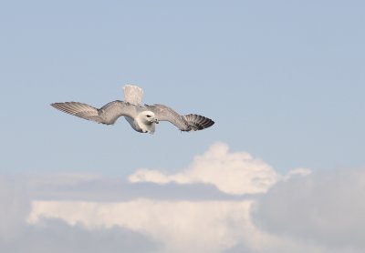 Noordse stormvogel-Fulmar
