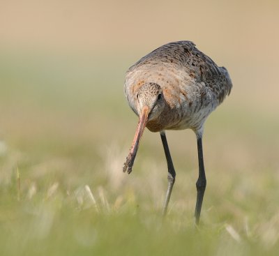 Grutto-Black-tailed Godwit