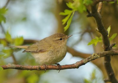 Tjiftjaf -Chiffchaff