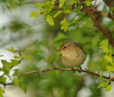 Tjiftjaf -Chiffchaff