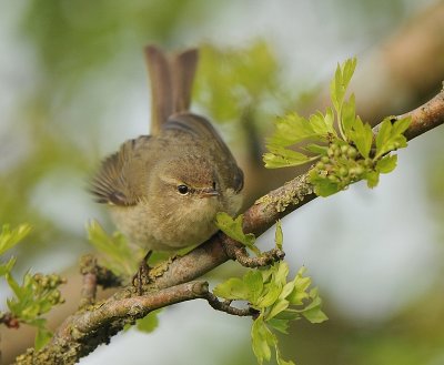 Tjiftjaf -Chiffchaff