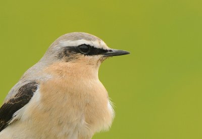 Tapuit- Northern Wheatear