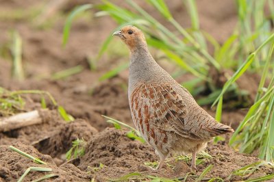 Patrijs-Grey Partridge