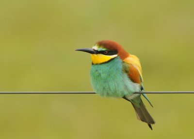 Bijeneter-European Bee-eater