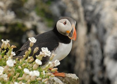 Papagaaiduiker -Puffin