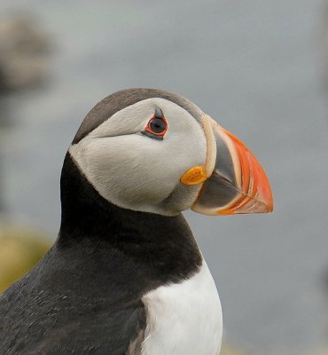 Papagaaiduiker-Puffin