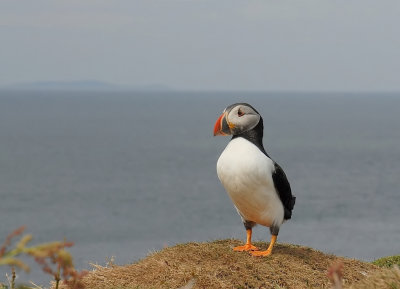 Papagaaiduiker-Puffin