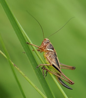Heidesabelsprinkhaan-Bogbush-cricket