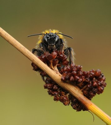 Kleine aardhommel