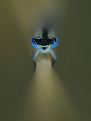 Watersnuffel-Common Bleu Damselfly