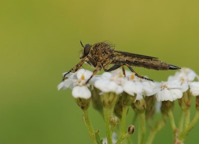 Ringpootroofvlieg-Brown Heath Robberfly