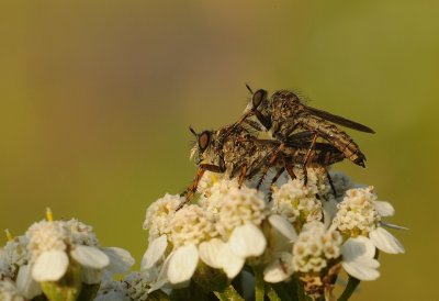 Ringpootroofvlieg-Brown Heath Robberfly