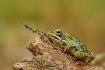  Amfibieën-amphibians en Slangen-Snake
