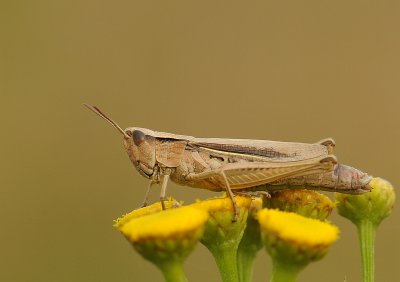 Kustsprinkhaan-Lesser marsh grasshopper