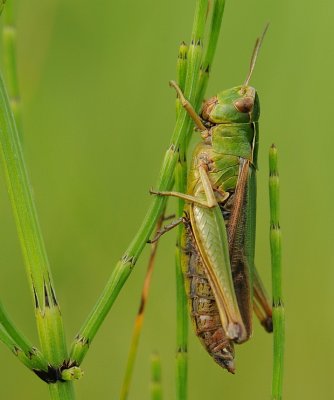 Wekkertje-Common Green Grasshopper