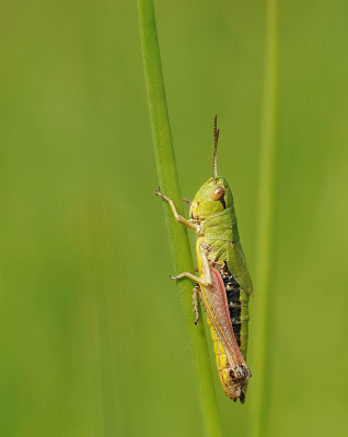 Krasser-Meadow grasshopper