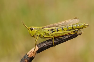 Moerassprinkhaan-Large marsh grasshopper