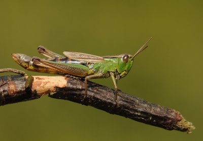 Zompsprinkhaan-Water-meadow grasshopper