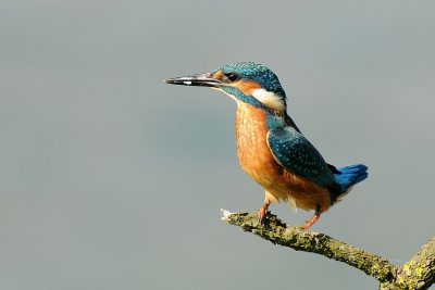 IJsvogel -Common Kingfisher