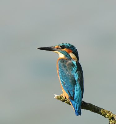 IJsvogel -Common Kingfisher