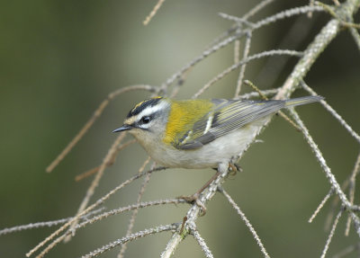 Vuurgoudhaan-Firecrest